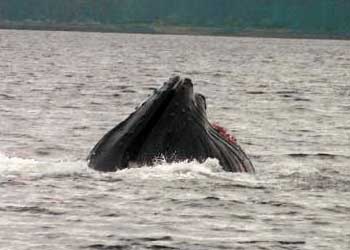Alaska Whale Watching